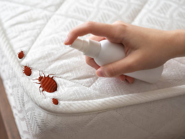 Best Pest Control Treatment  in Blackstone, VA