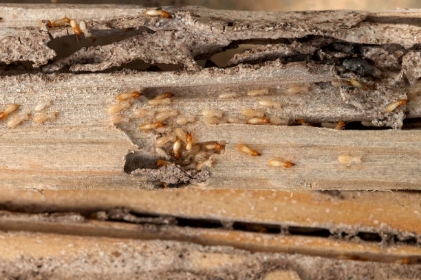 Best Pest Inspection Near Me  in Blackstone, VA